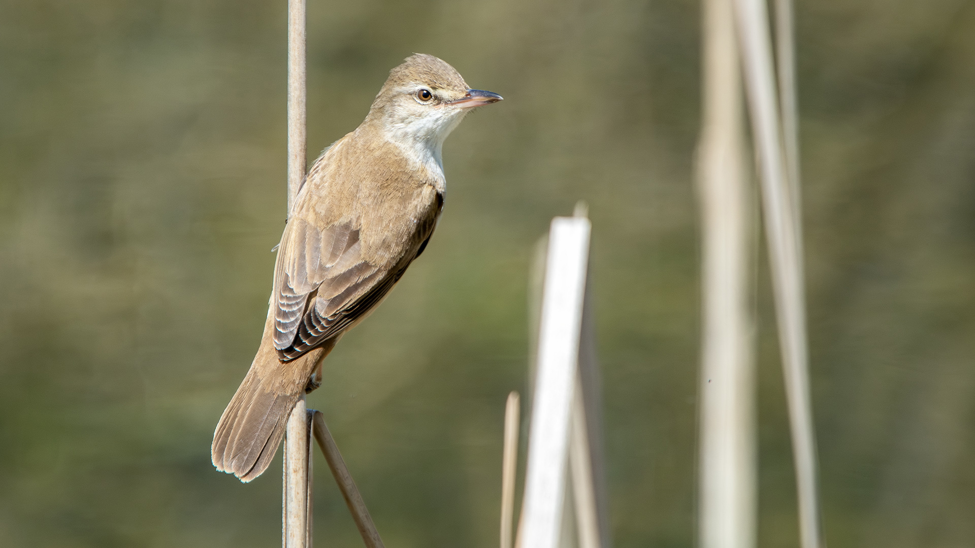 Great Reed Warbler